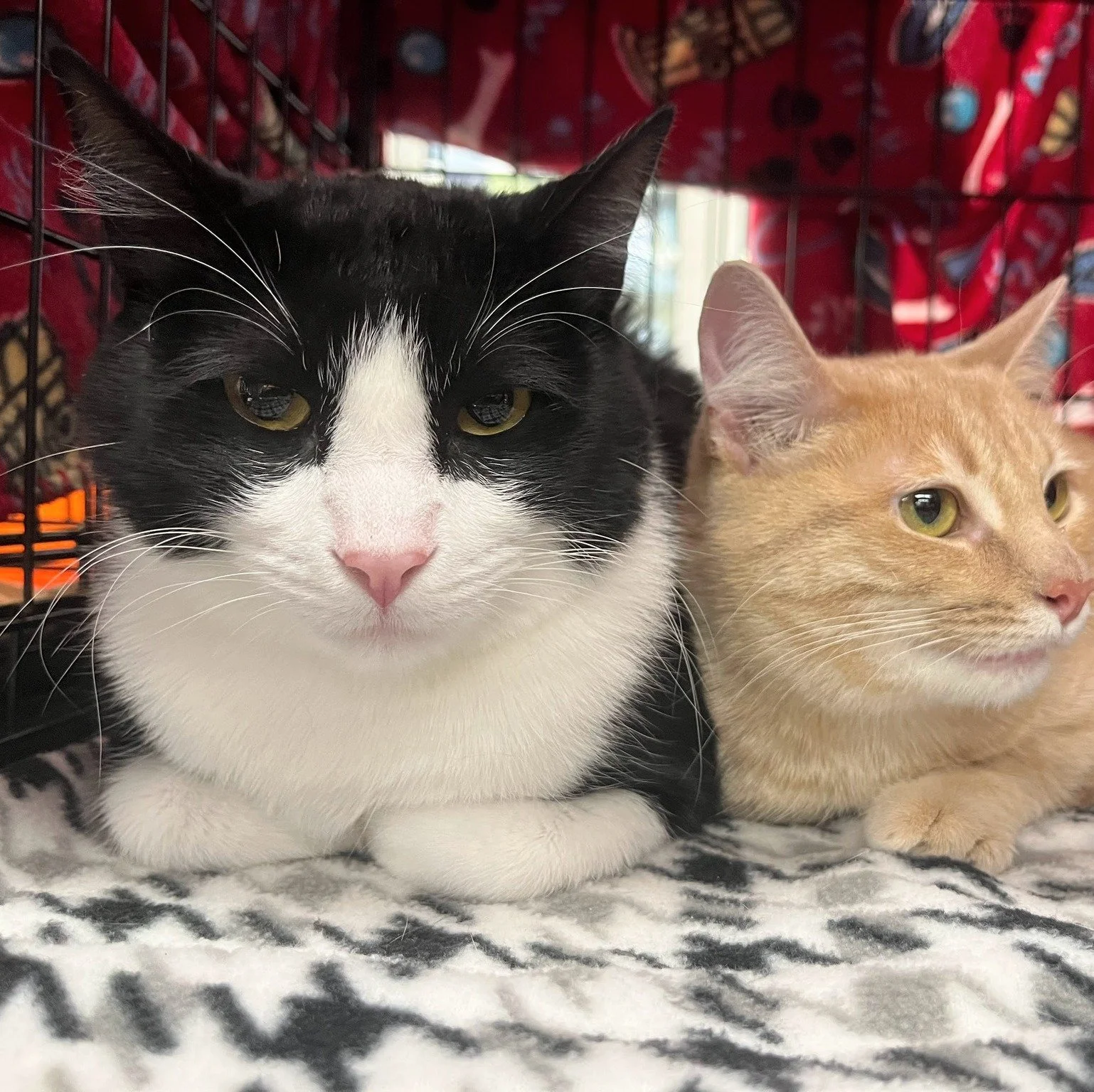 In case you missed our adoption event, you can view adoptable pets anytime at https://www.coppellhumanesociety.org/our-pets