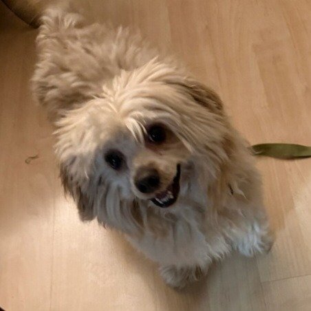 Meet Mr. Handsome! 👋 🐶 We are happy to welcome this adorable little pup, aptly named Handsome, to our program! From a local shelter, we were able to bring him into a home because a Coppell community member signed up to foster! A huge thanks to his 