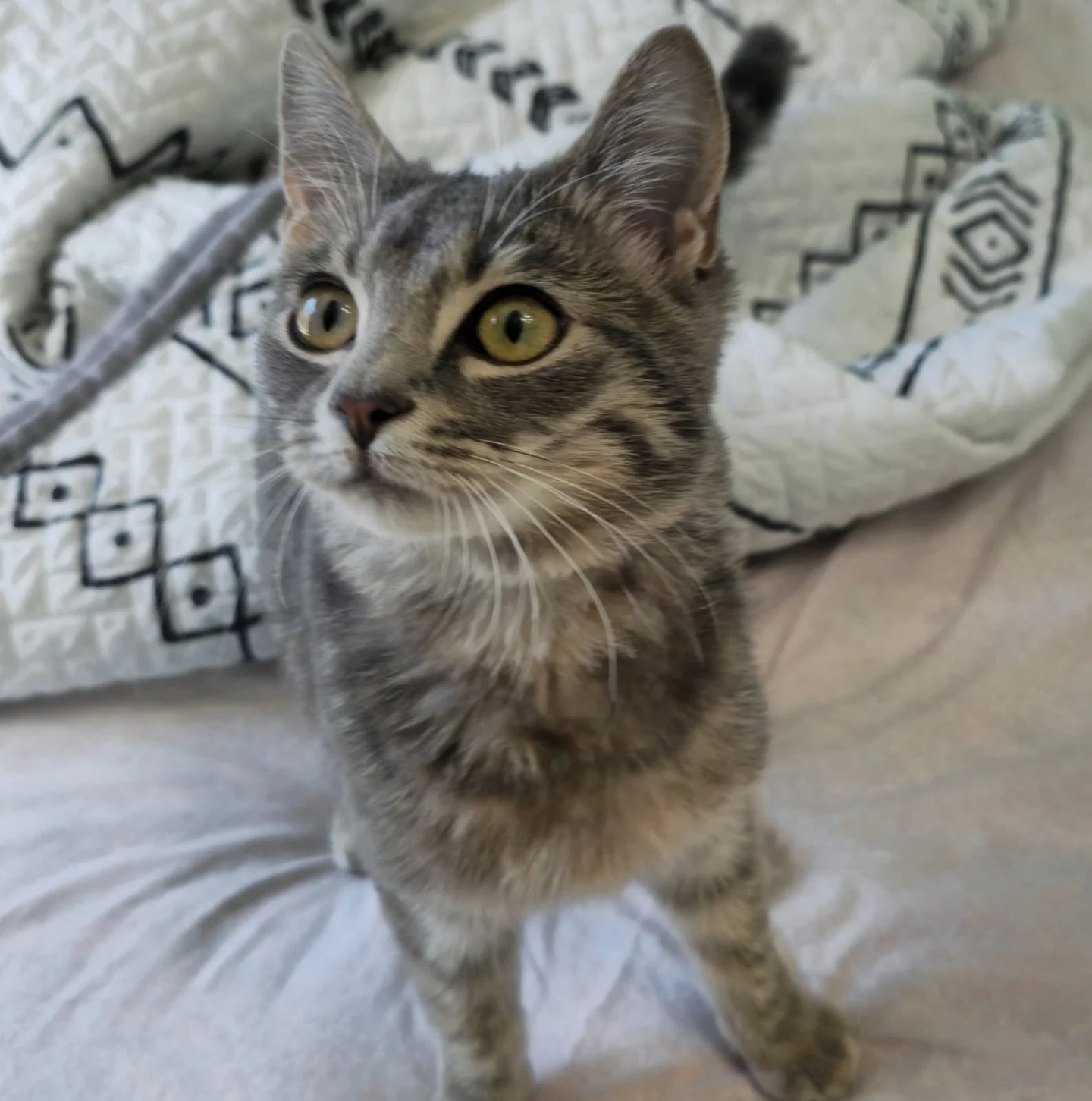 Found in Lewisville:  Gray tabby kitten (possibly 4-5 months old) near Main &amp; Church Streets. Friendly &amp; very hungry. No microchip. Found by one of our foster families. If this is your kitten, contact Coppell Humane Society to verify ownershi