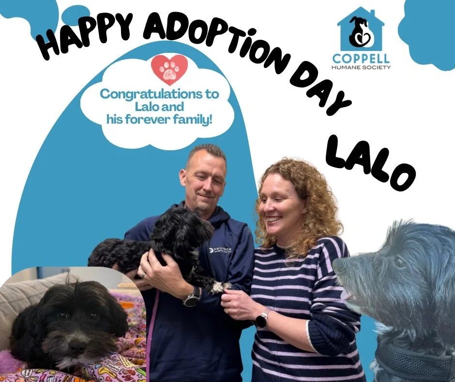We&rsquo;re so happy that Lalo (now Dash!) has found his forever home! 🐾❤️
