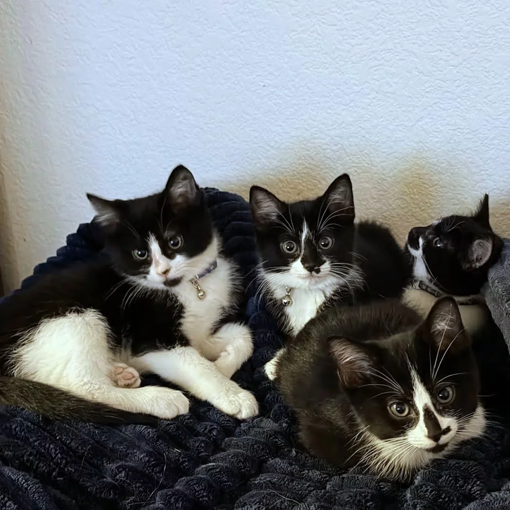 When you give, the homeless animals get a chance at the good life. Jaguar, Bentley, Mercedes, &amp; Bugatti were strays that got access to vet care and a safe space o live until adoption, all thanks to the community's support! 
North Texas Gives to A