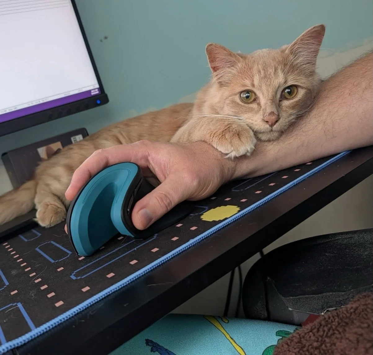 Ready for her forever home! Jyn is shy at first, but very playful.  She loves wand toys, mice toys, and especially the ball on the track toy. She will let you pick her up and purrs when petted. She will sleep on you once you are comfortable. She gets