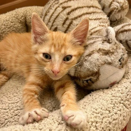 Welcome Dora the Explorer to CHS! This little lady was found in a car engine and the kind people took the whole engine apart to get her out. Dora will be in foster care until she is big enough for spay surgery. Follow along for Dora's adventures.