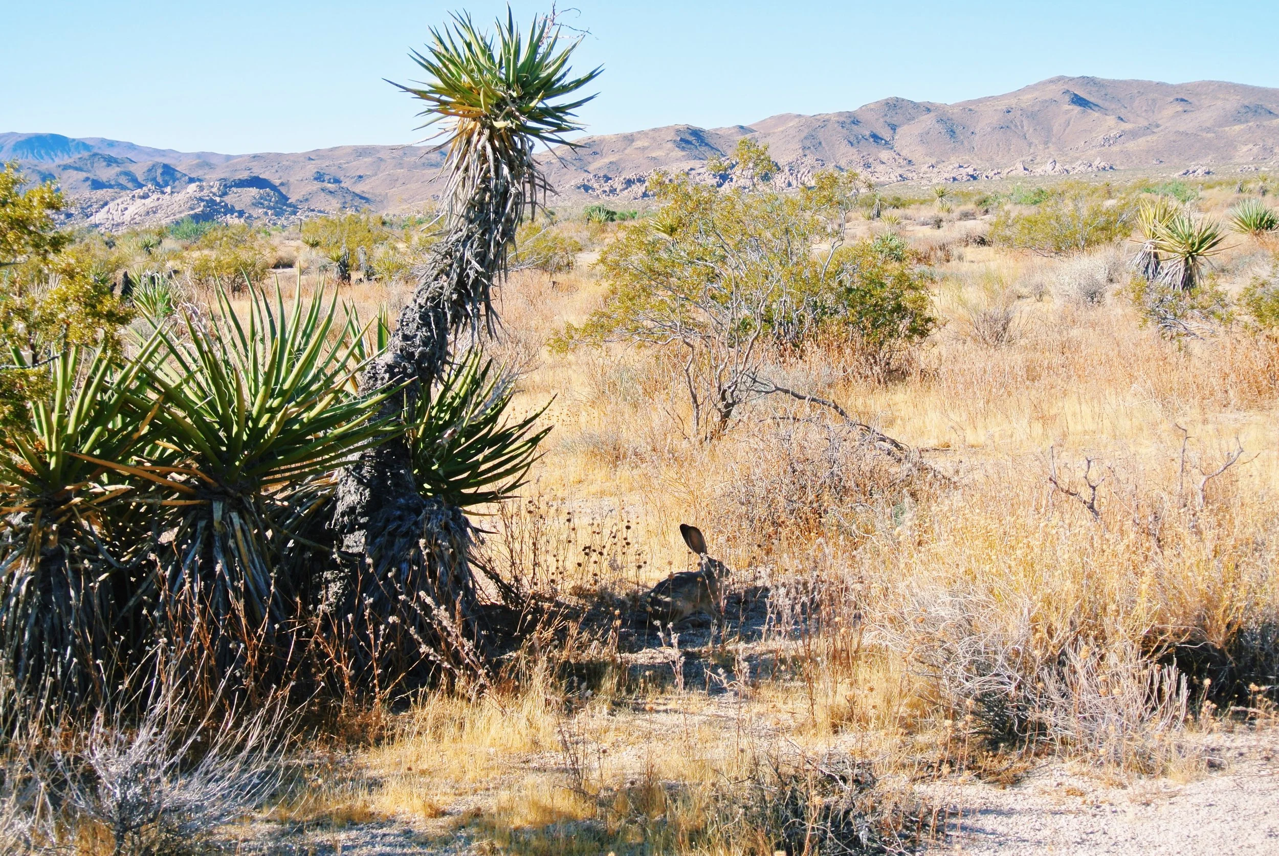 EPISODE TWO: MILEY CYRUS VERSUS THE JOSHUA TREE