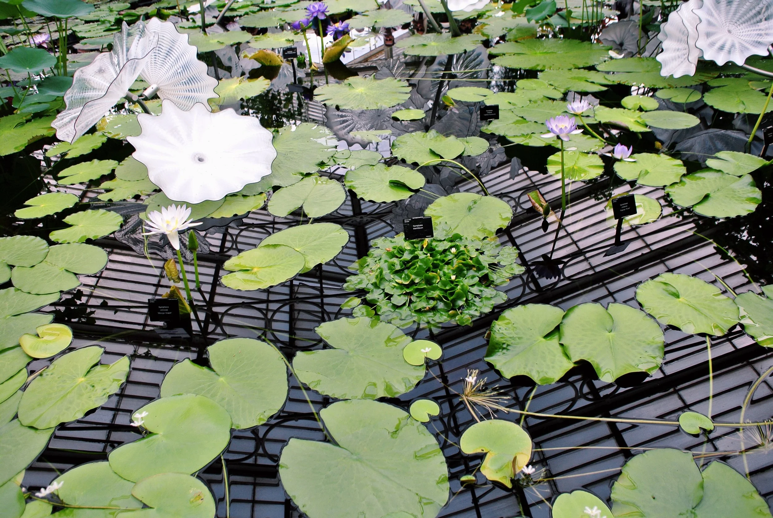 EPISODE ONE: THE CASE OF THE MISSING WATER LILY