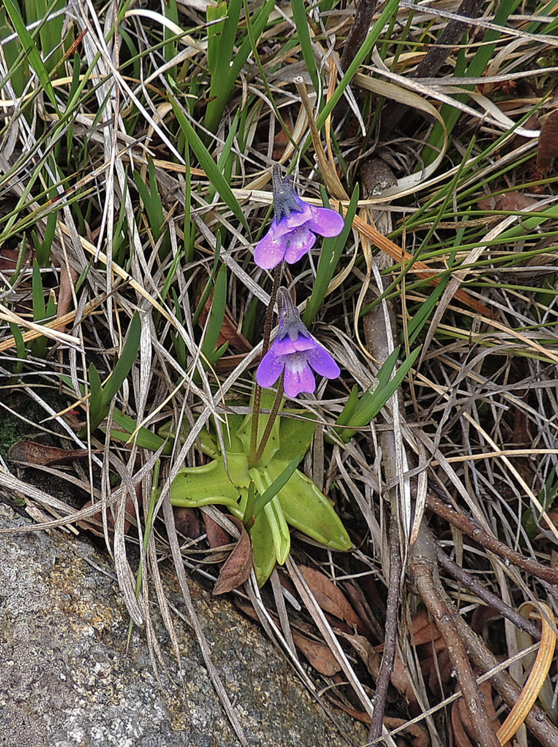 EPISODE SEVEN: THE BUTTERWORT VANDAL