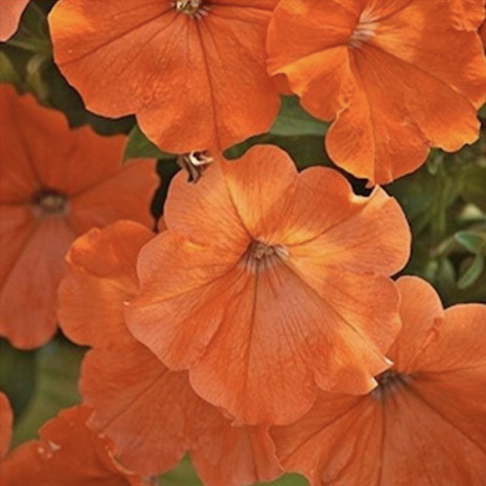 EPISODE EIGHT: THE ORANGE PETUNIA MASSACRE