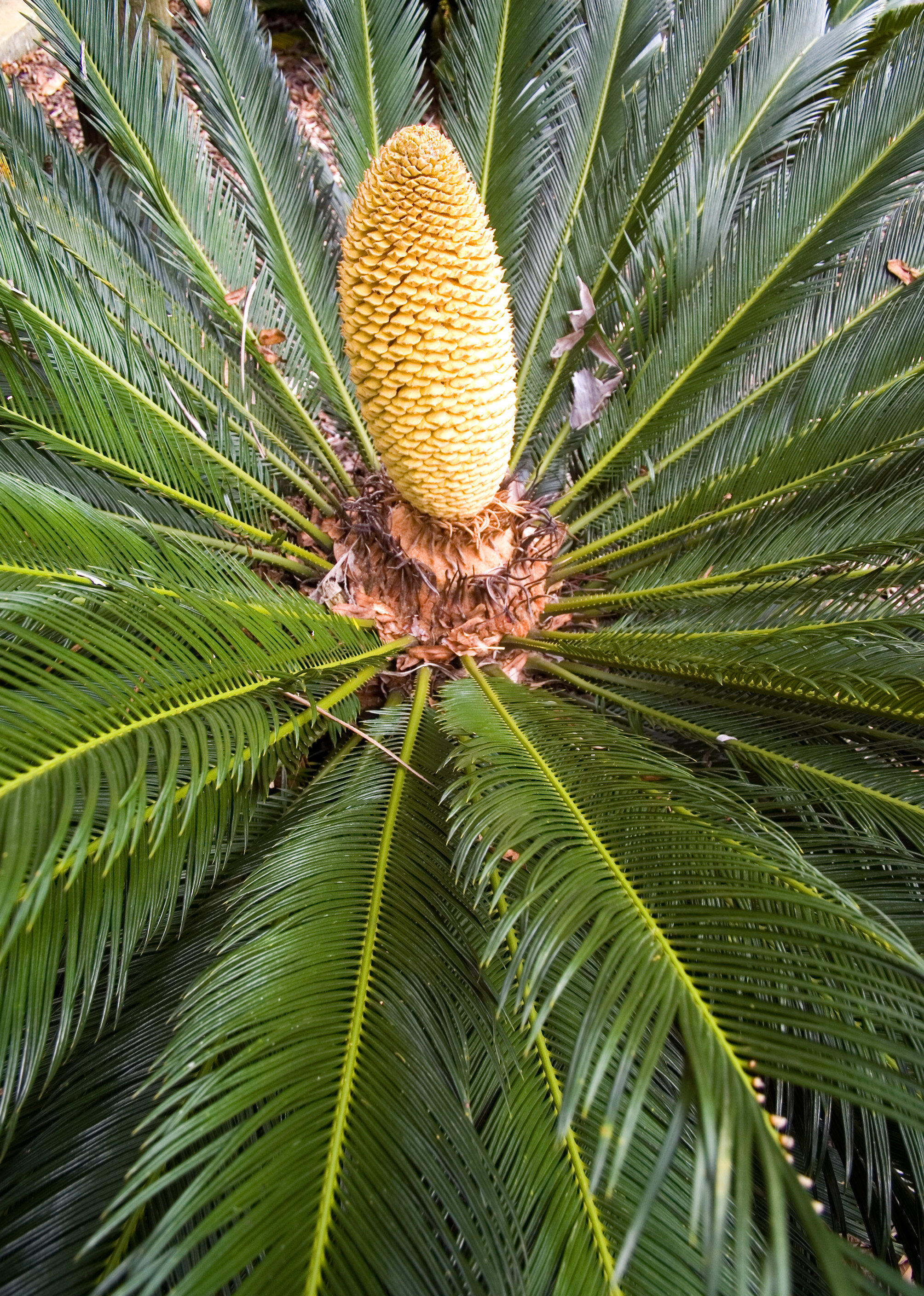 EPISODE ELEVEN: HOW TO BUY AN ENDANGERED PLANT ONLINE