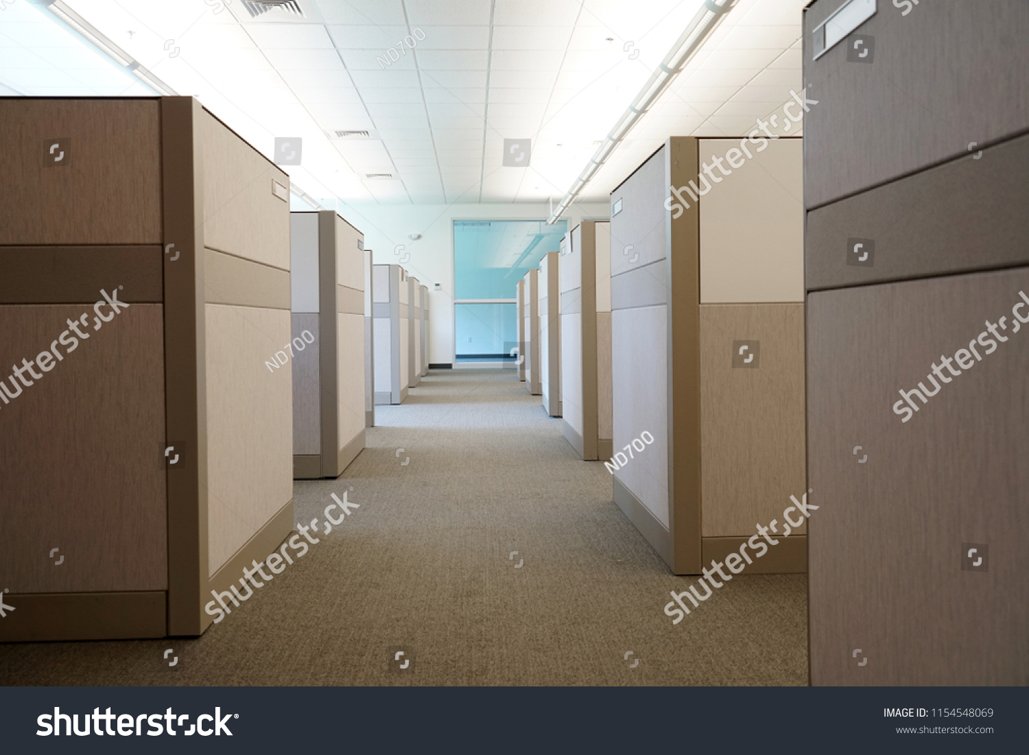 carpet 33.jpg