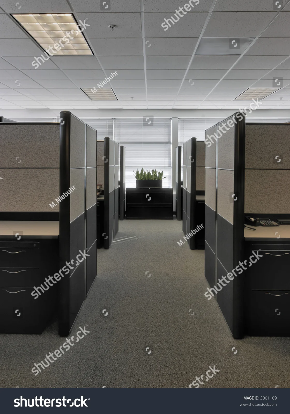 carpet 7.jpg