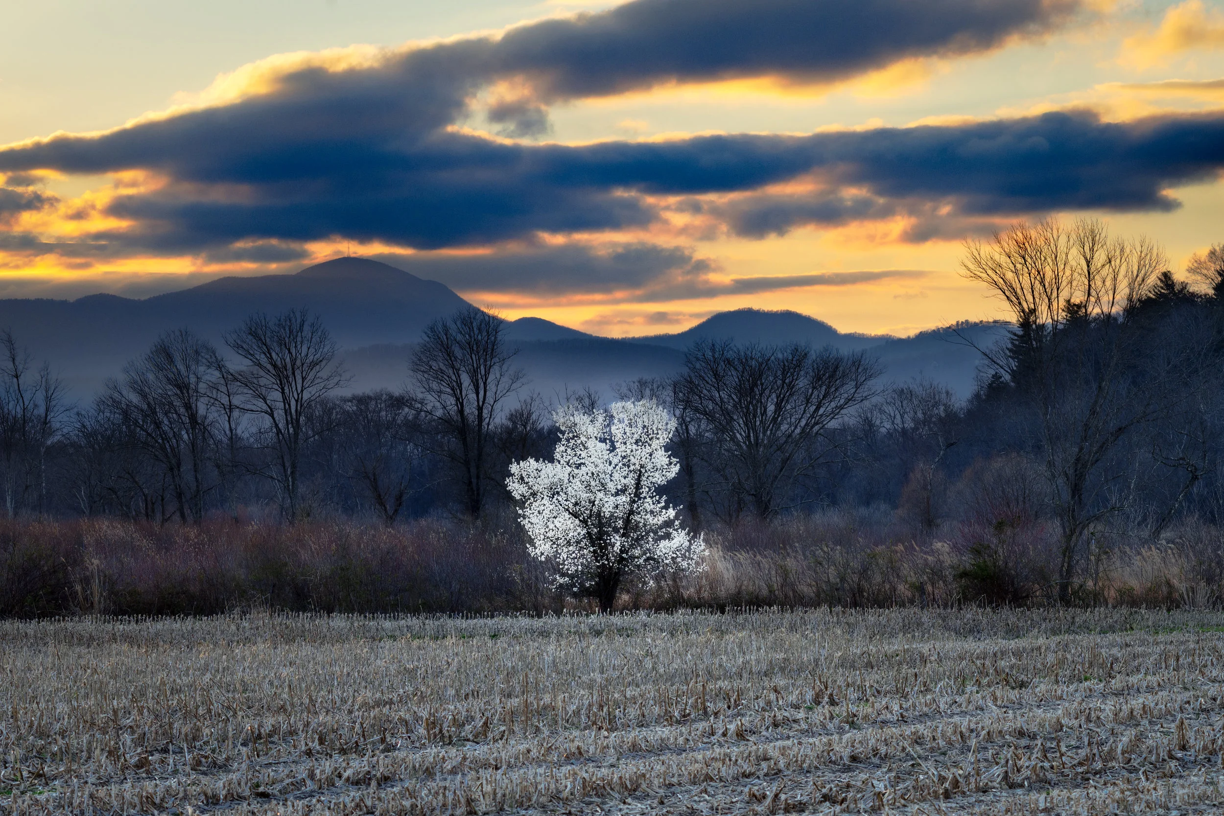 Bradford Pear and Mt. Pisgah