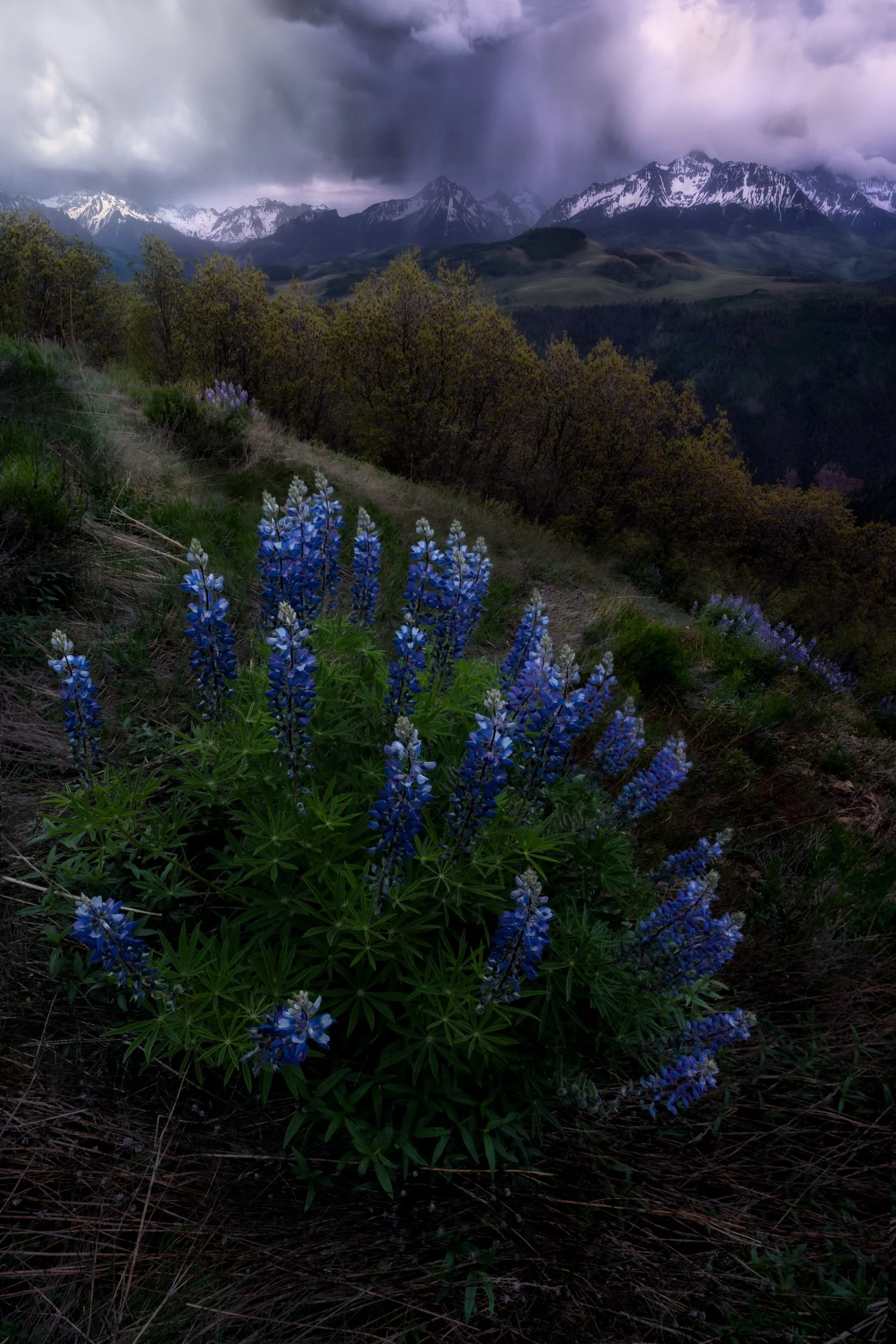 telluride_lupine.JPG