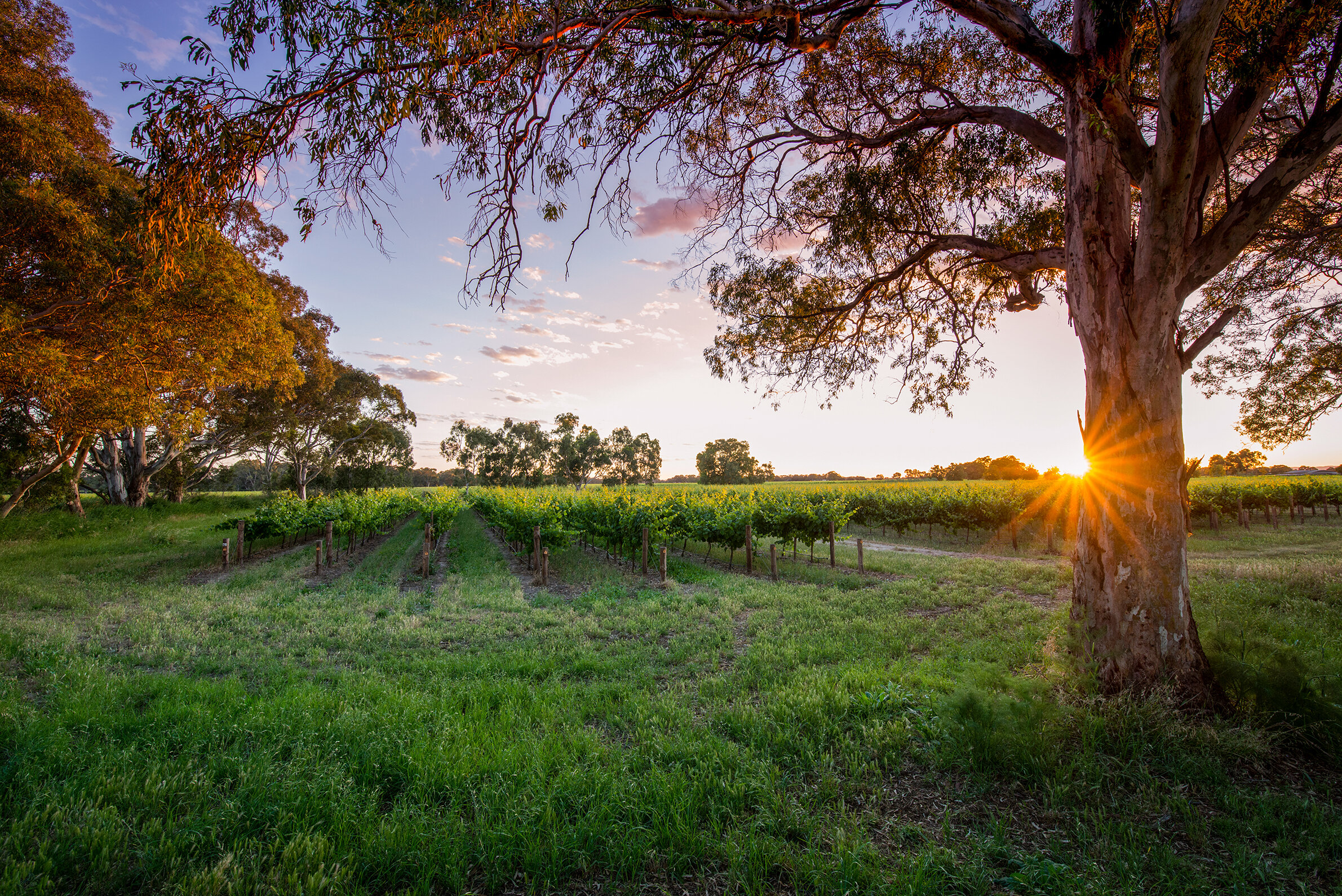 vineyard-sunset-bleasdale.jpg