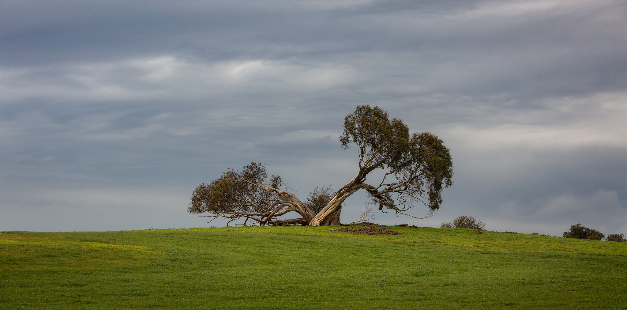 lone-tree.jpg