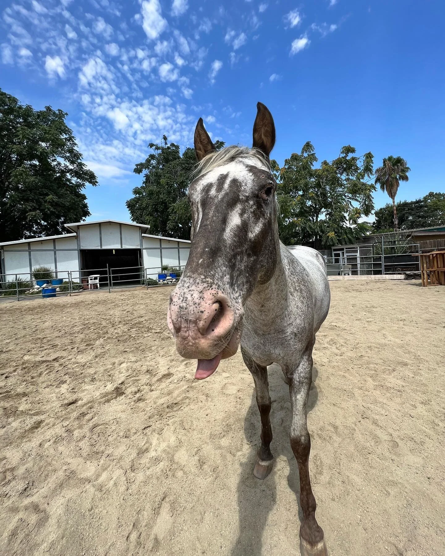 he&rsquo;s just horsin&rsquo; around 😝