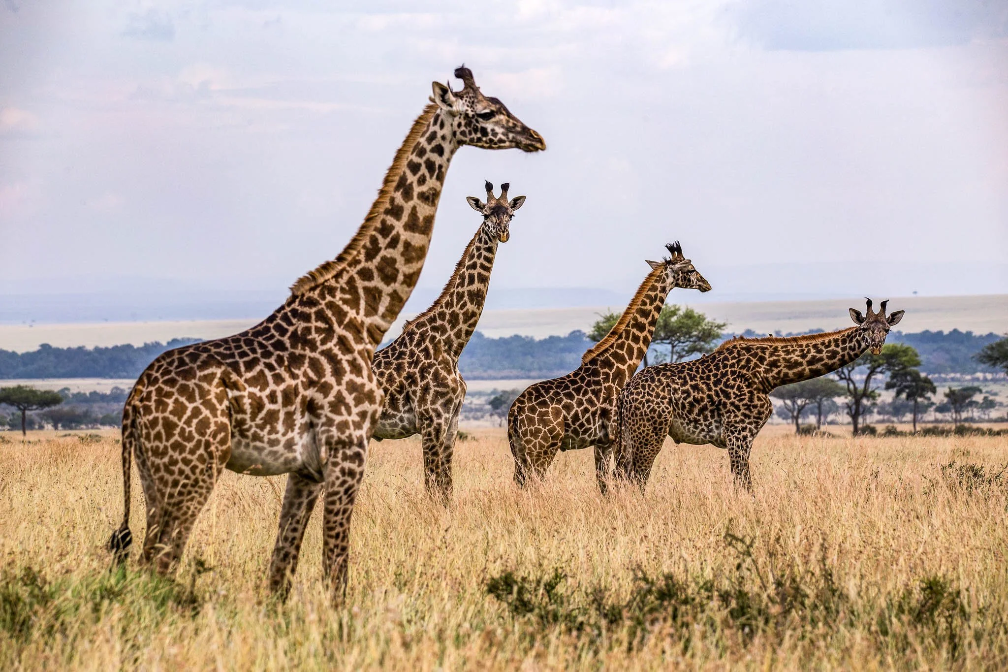 a relaxing afternoon.jpg