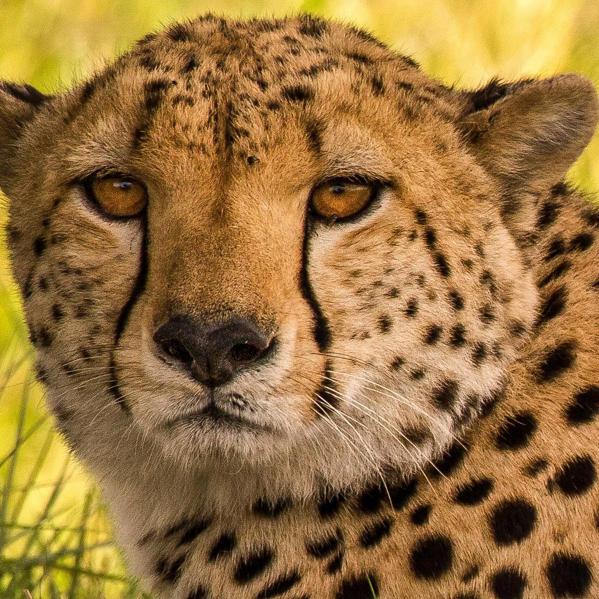 a hunter's portrait.jpg