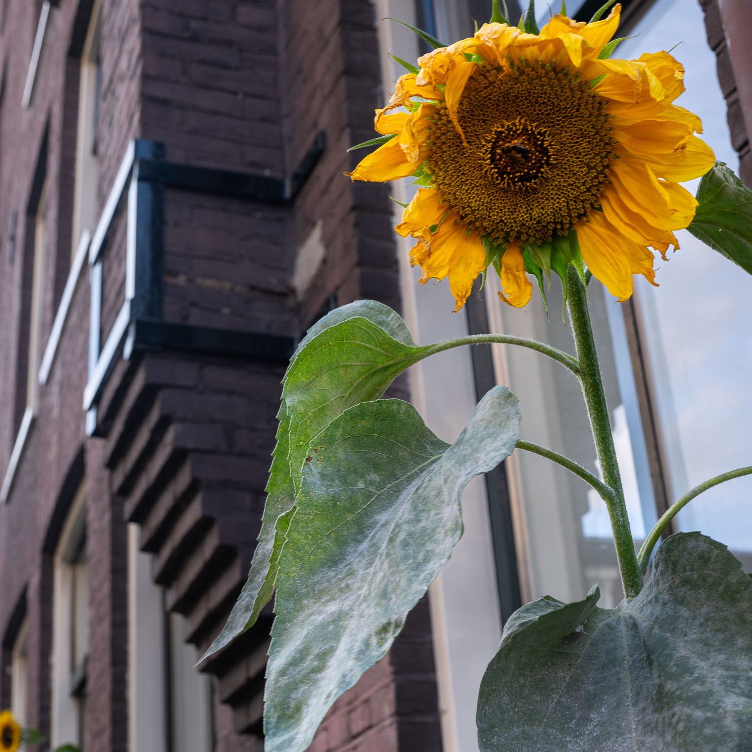 Amsterdam canal-110.jpg