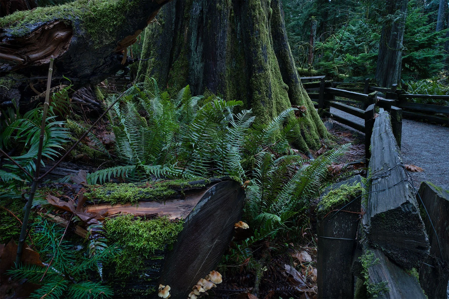 cathedral grove 1.jpg