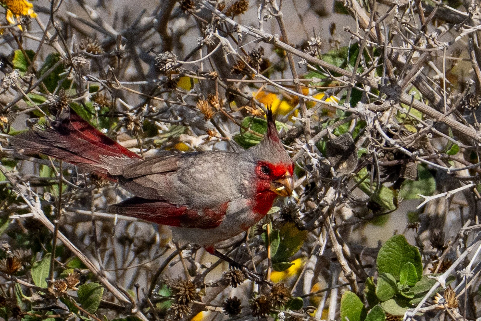 Mexican bird 6-2.jpg