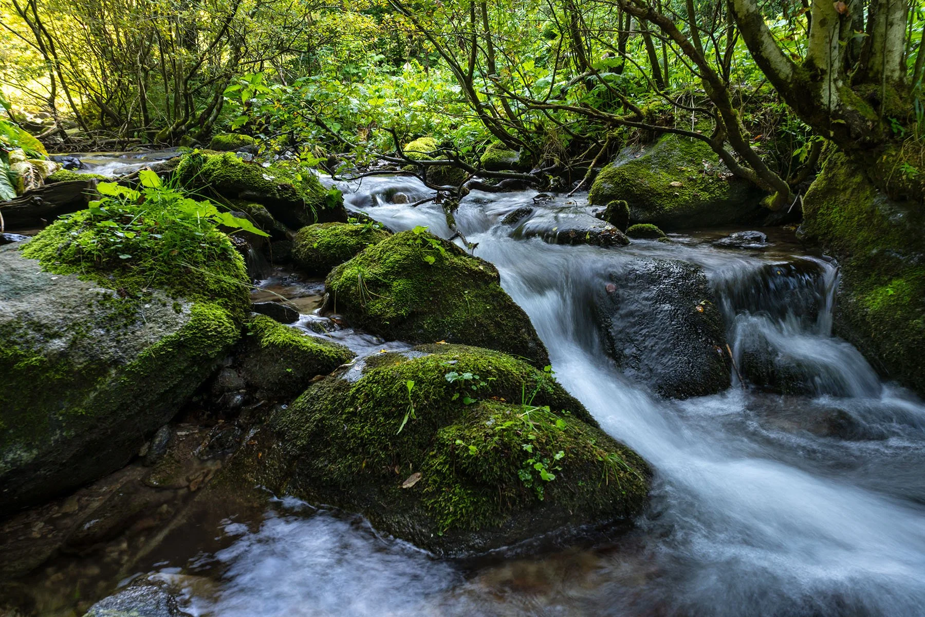 mountain stream 2.jpg