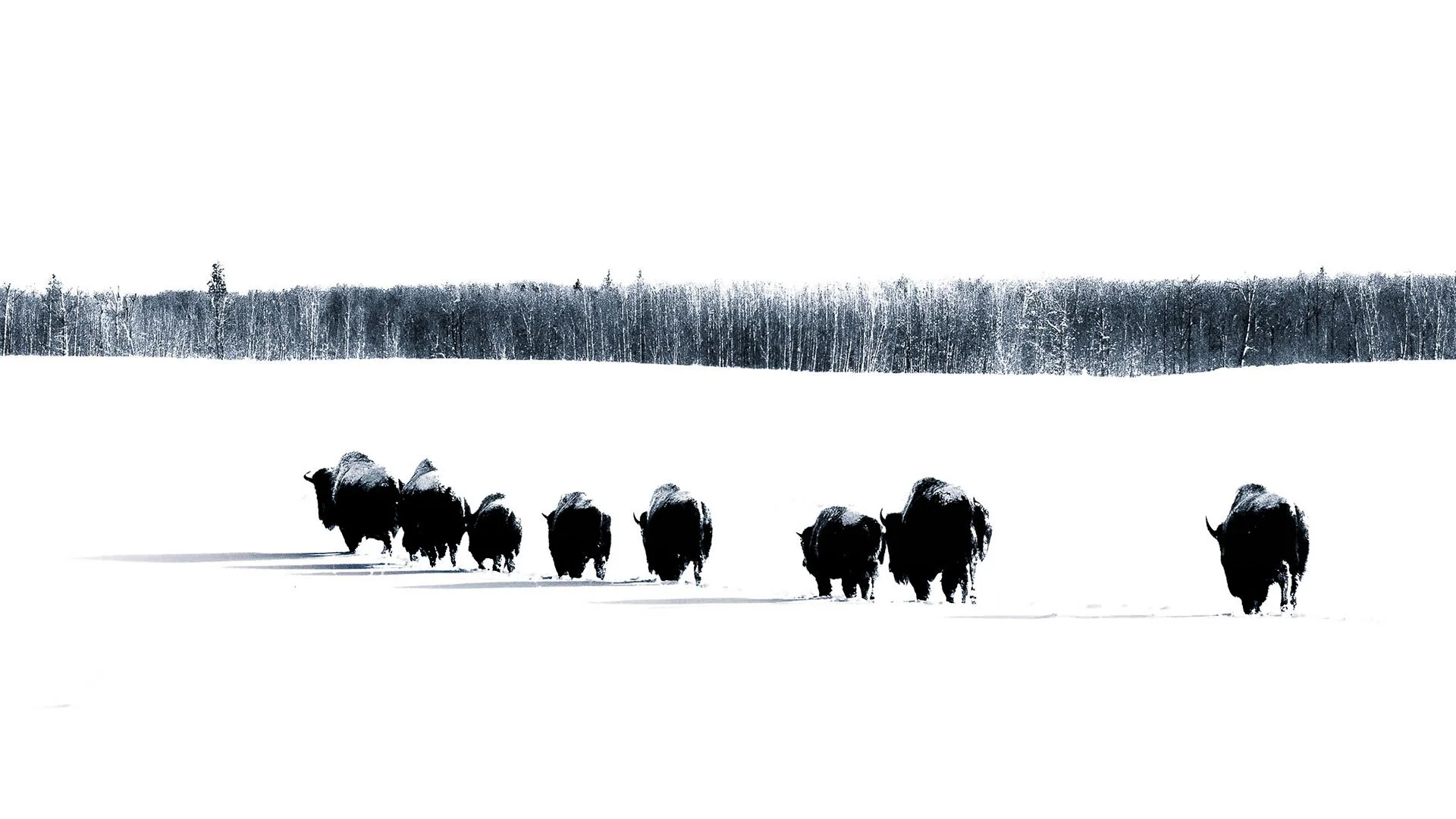 in search of nurture.jpg