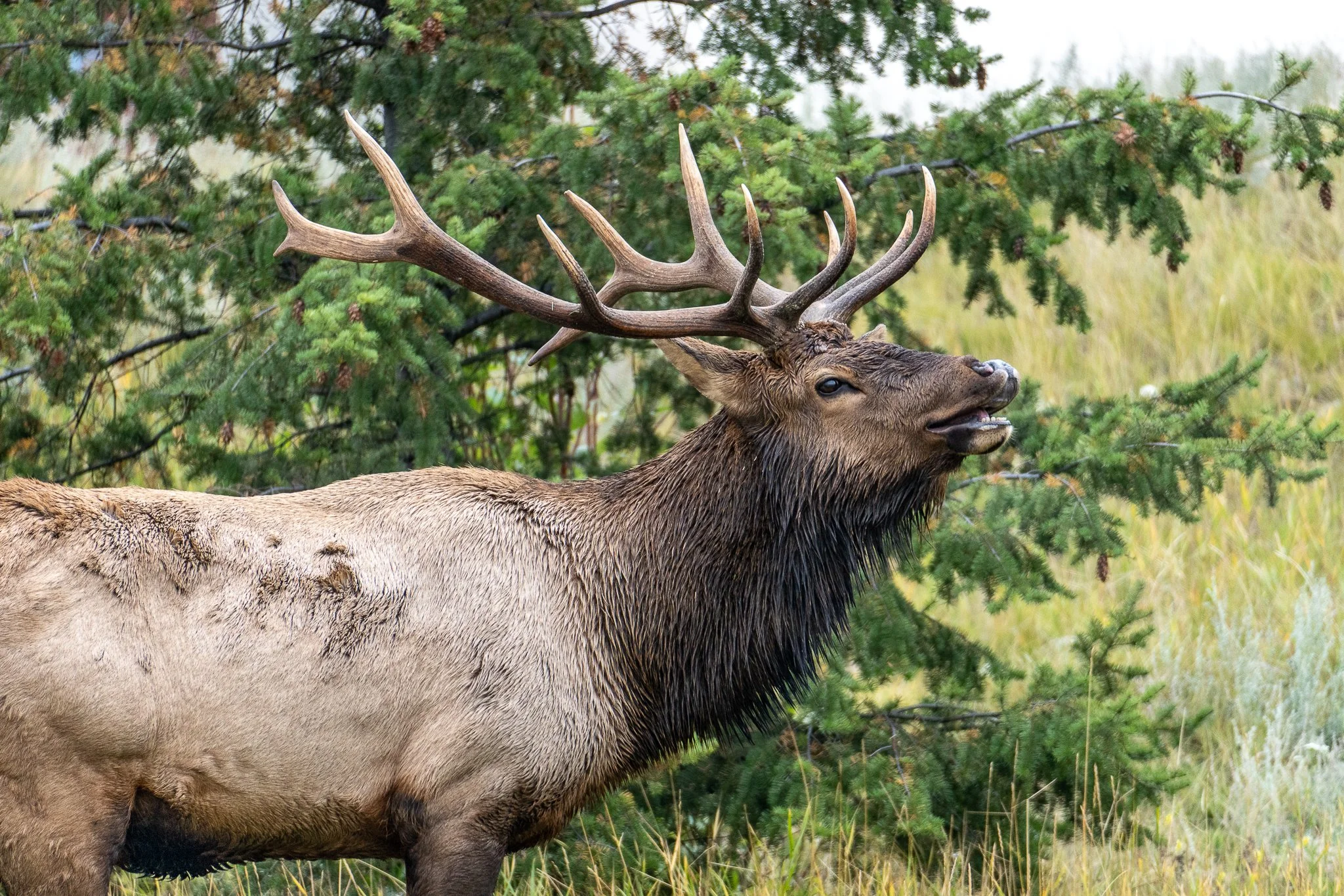 mountain dweller-2.jpg