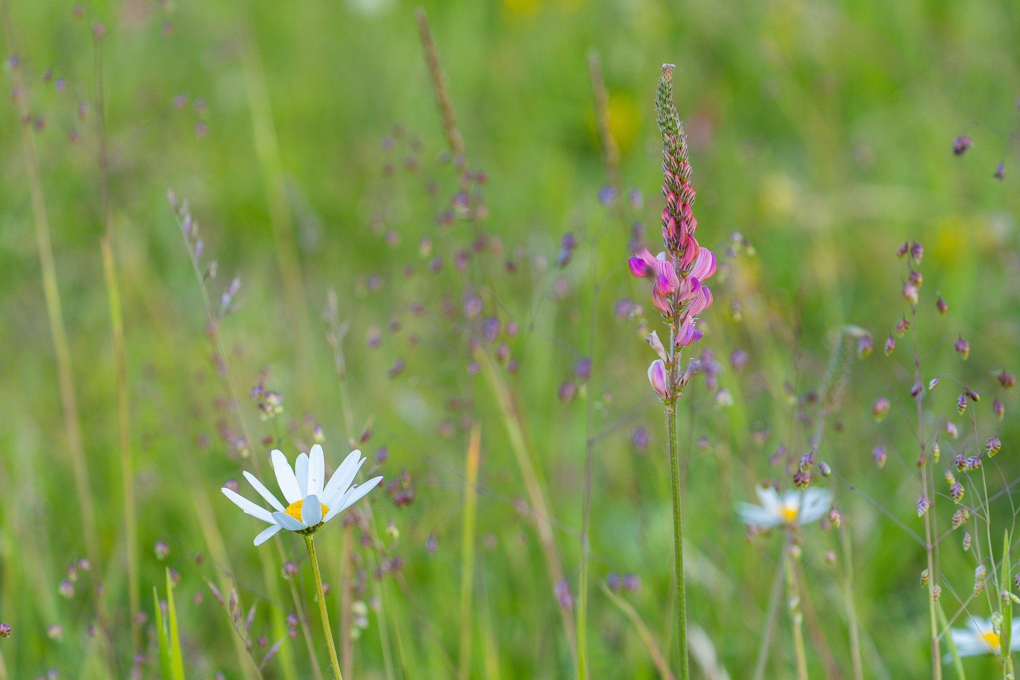 spring flowers-1.jpg