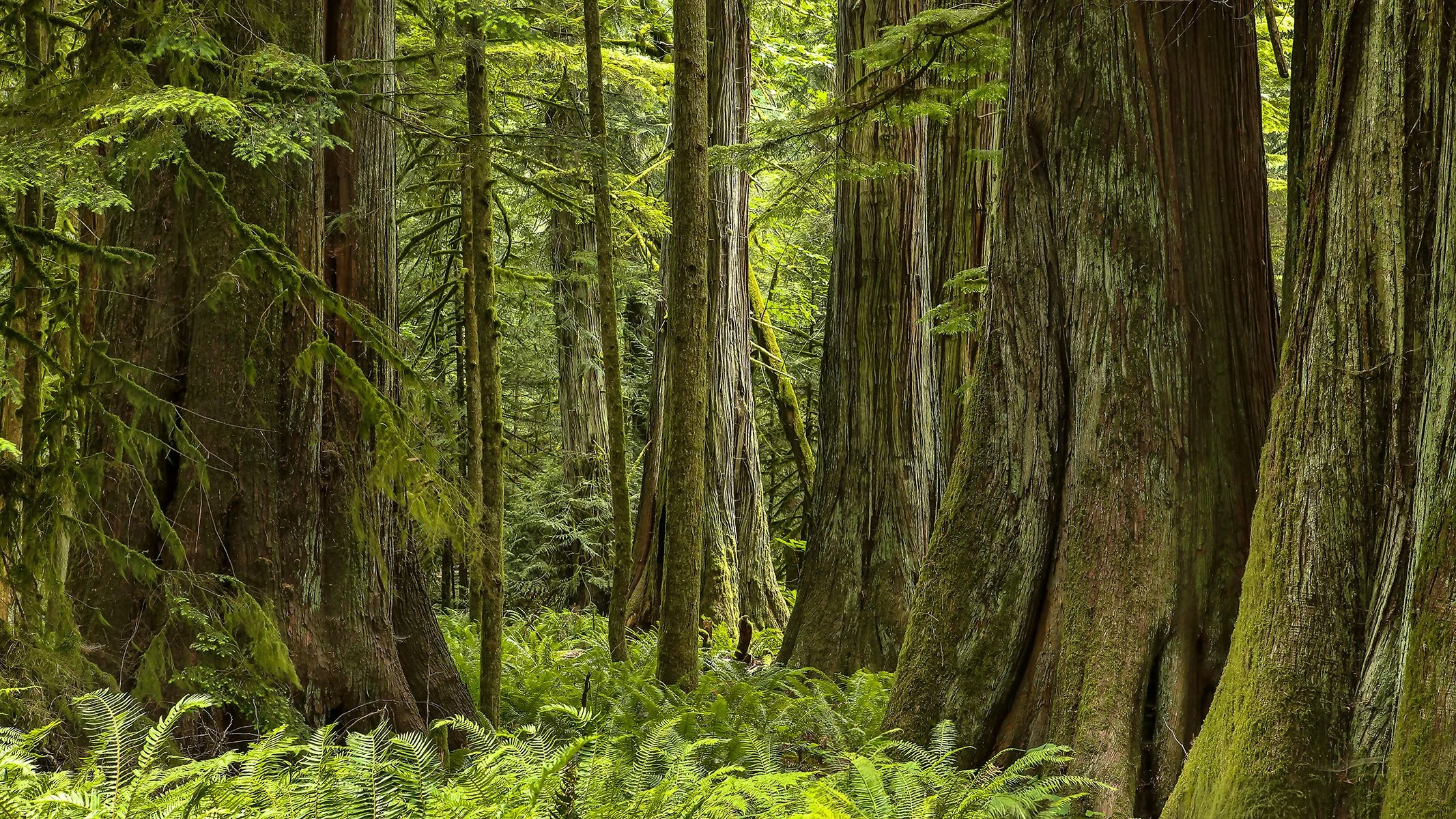 ancient dwellers.jpg