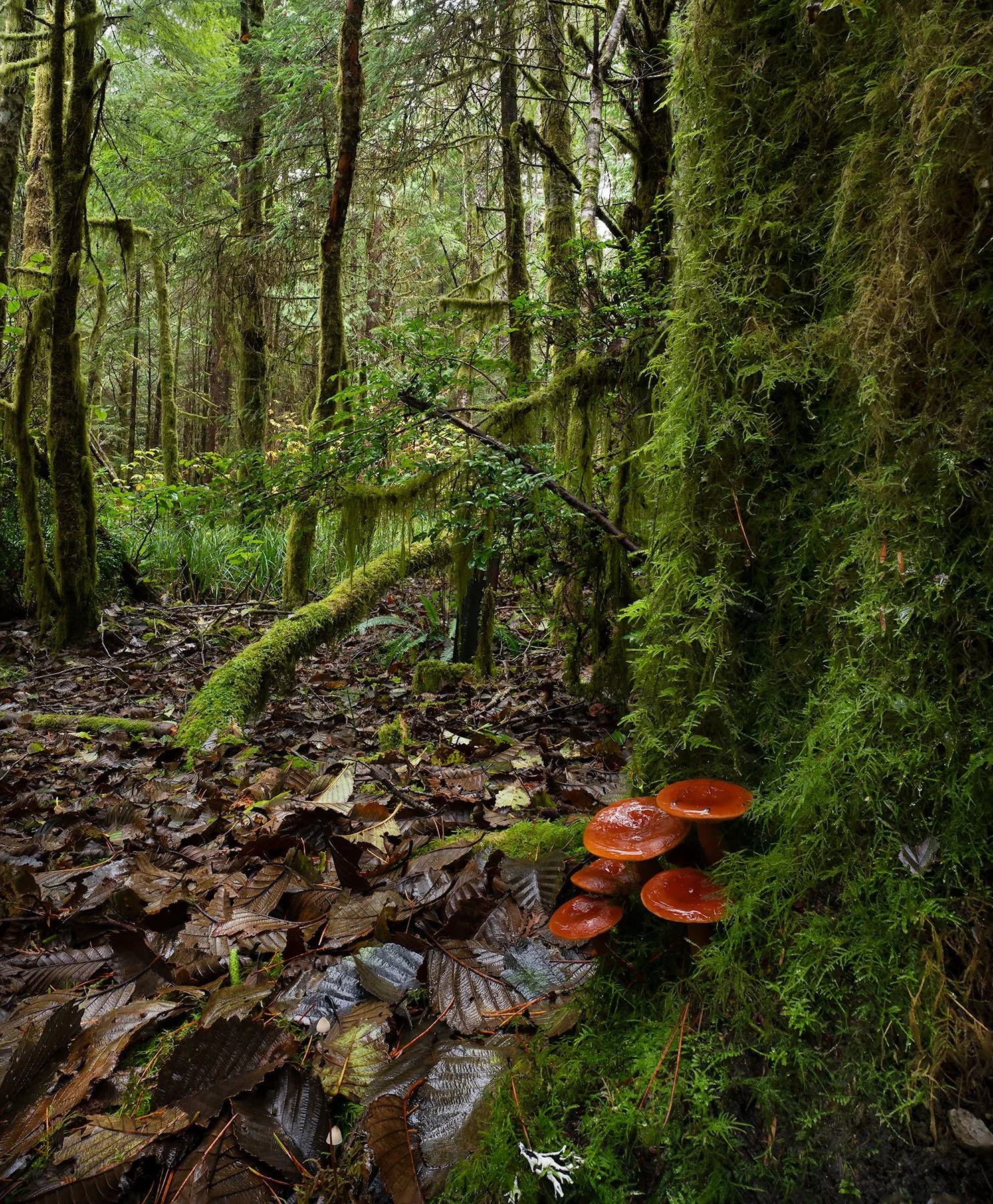rainforest 'shrooms.jpg