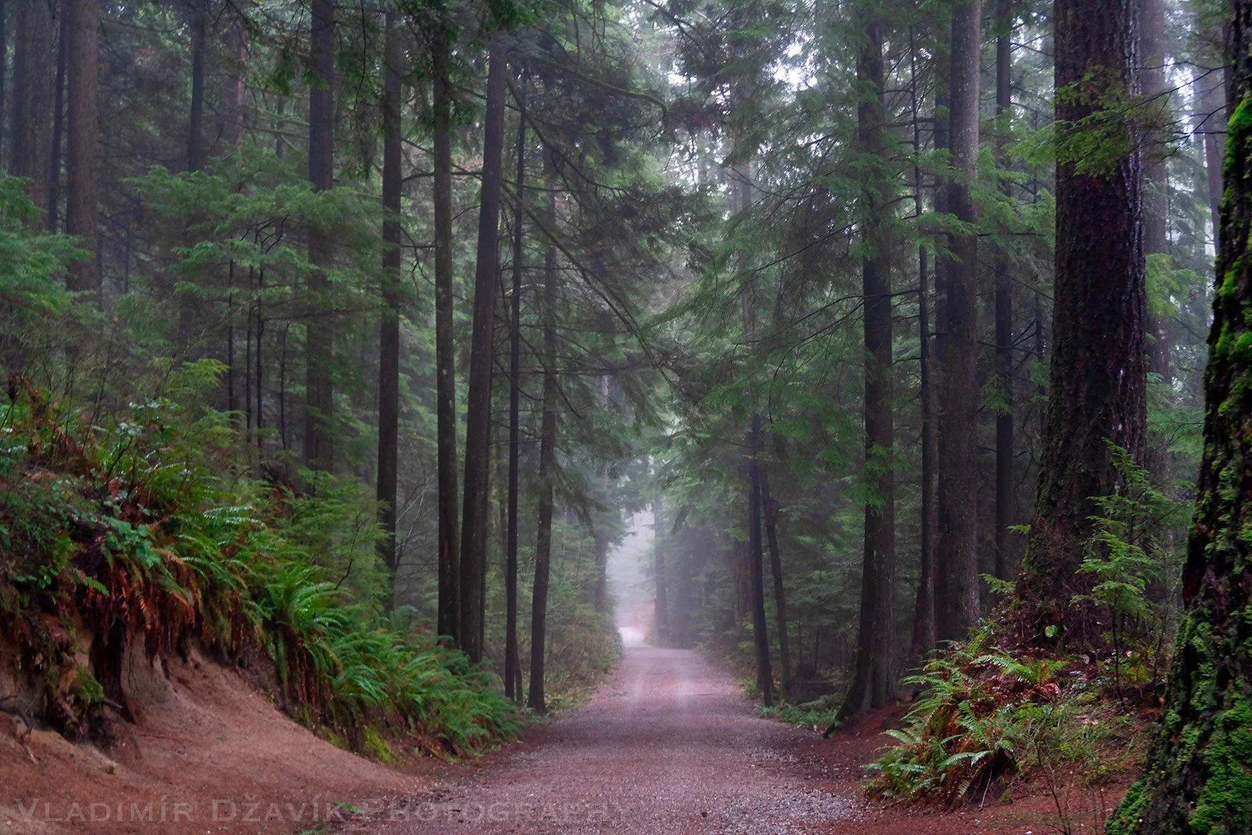 west coast rainforest B.jpg