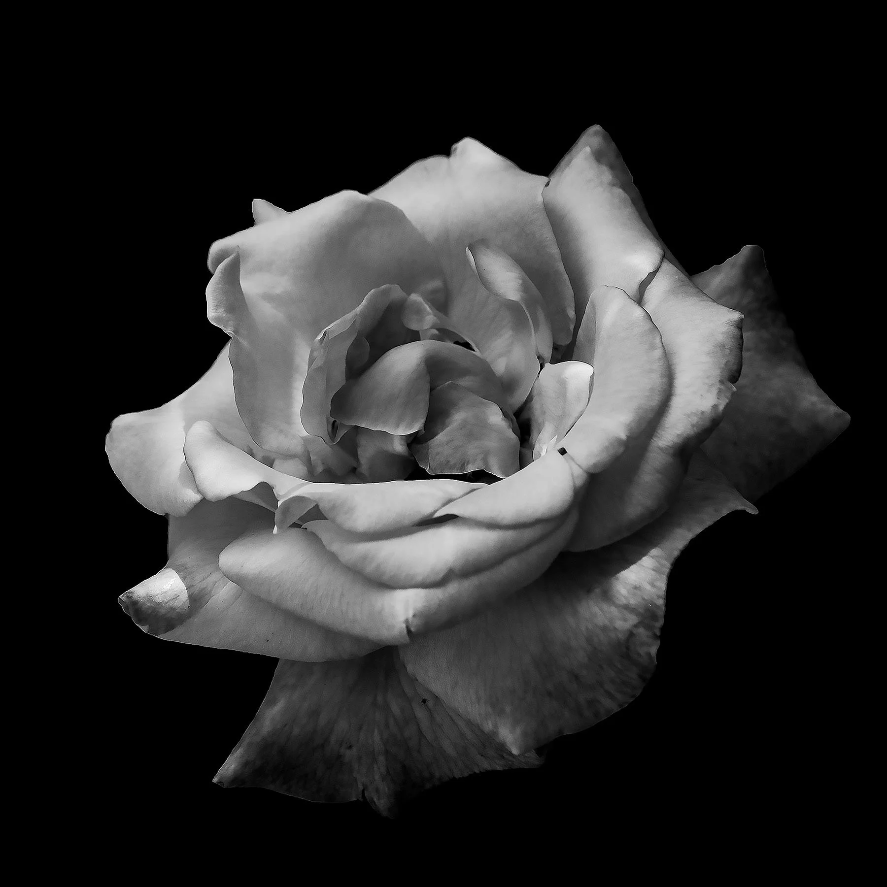 beauty of the rose.jpg