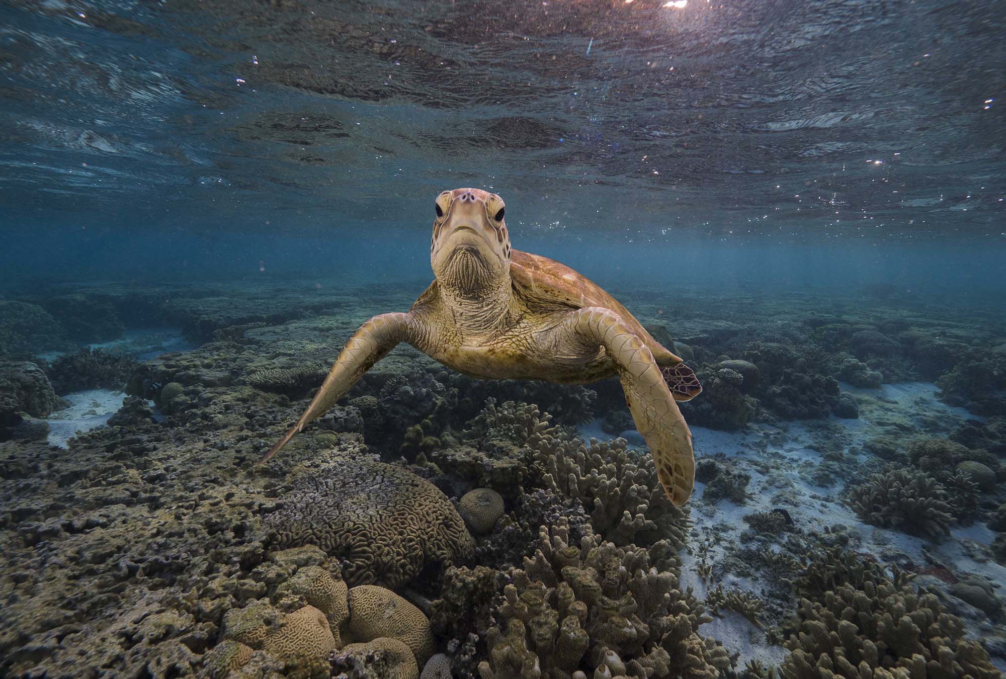 grumpyturtle.jpg