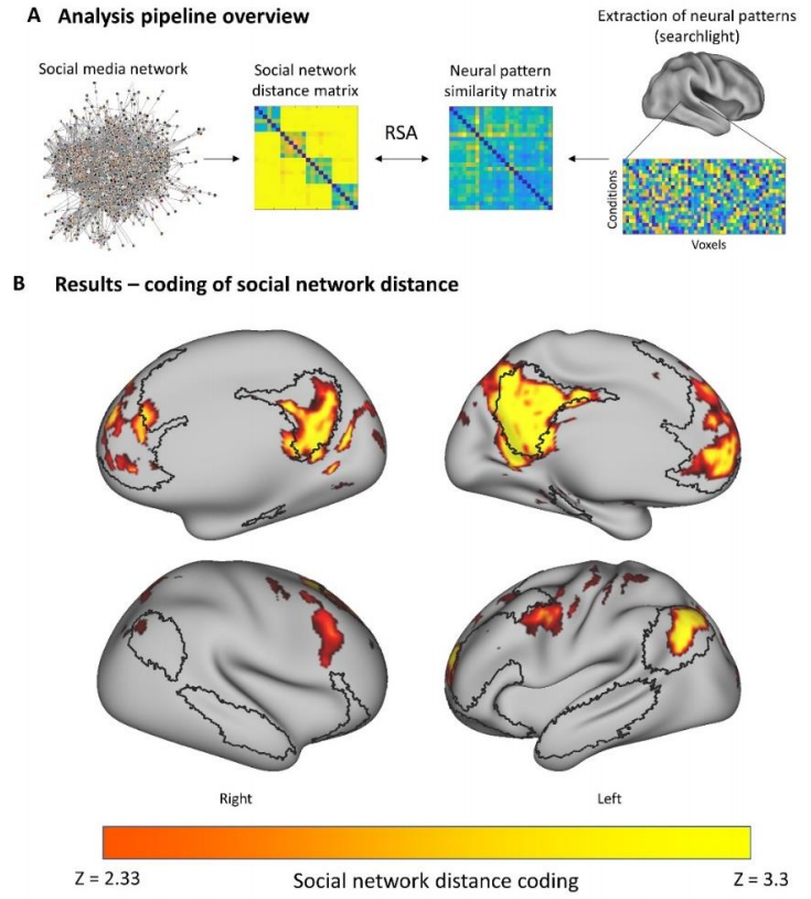 Brain coding of social network structure