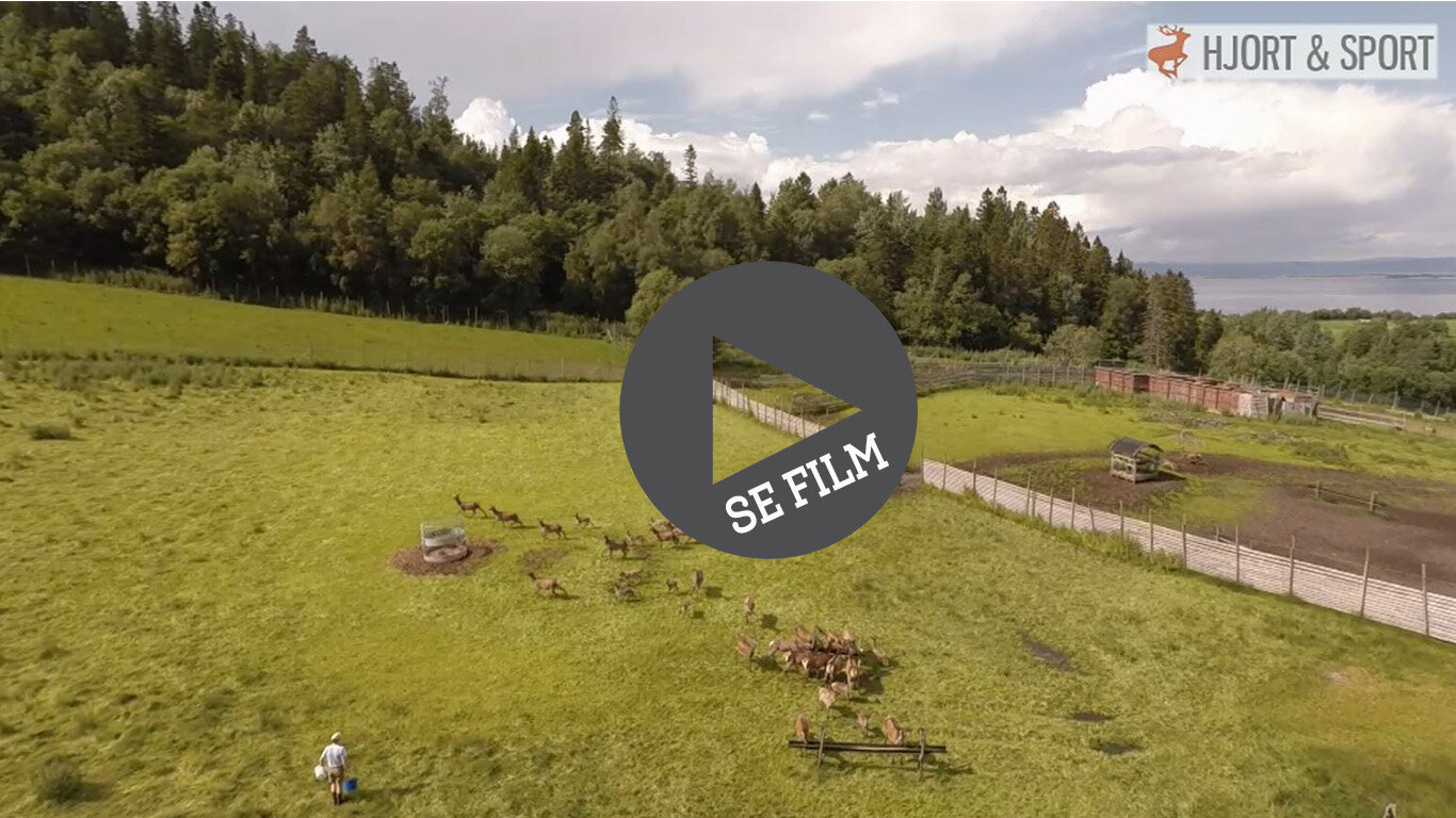 Bjørnstad hjortefarm (Copy)