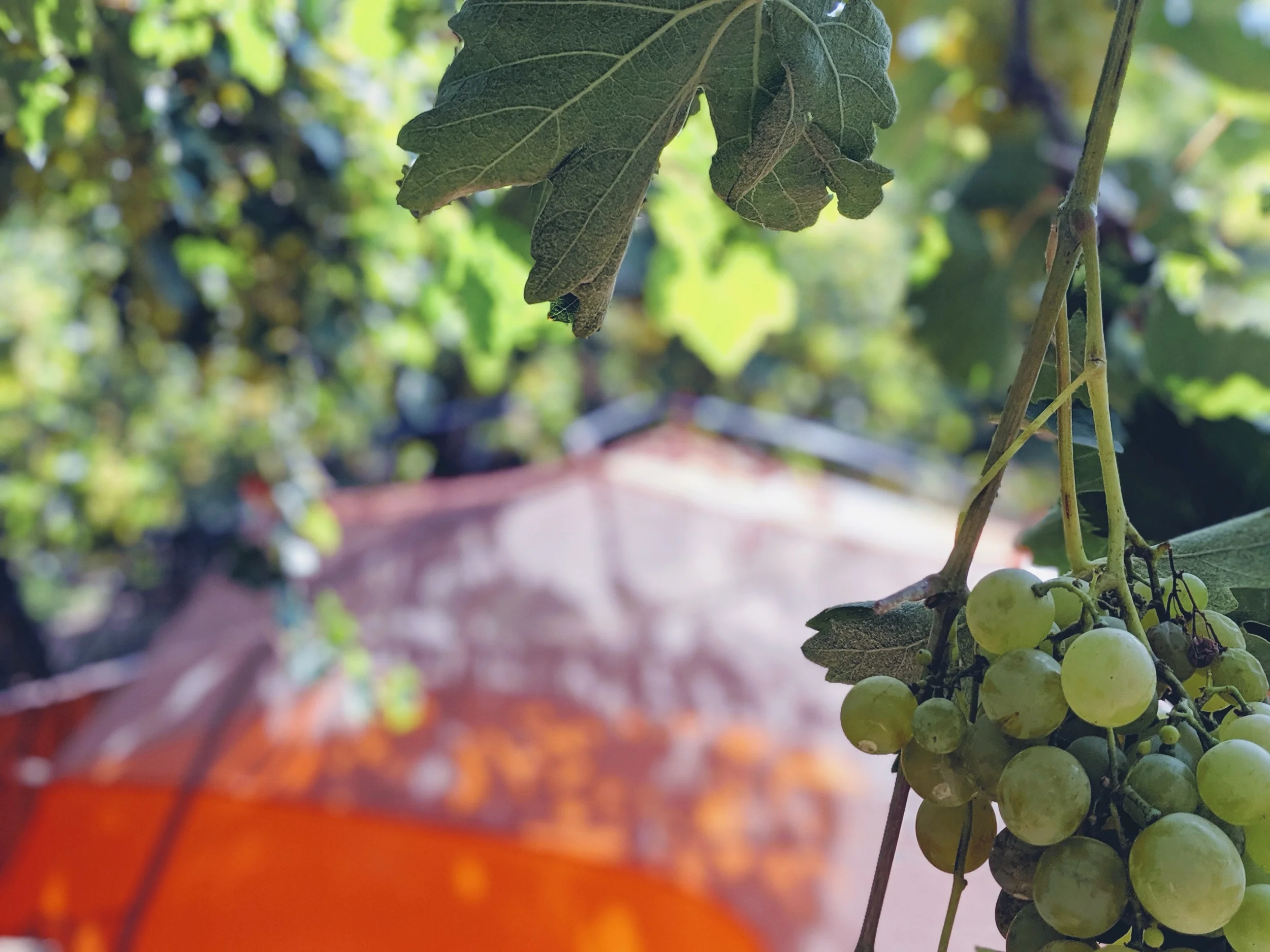 Days 4 & 5: Tomatoes and Ancient Civilizations