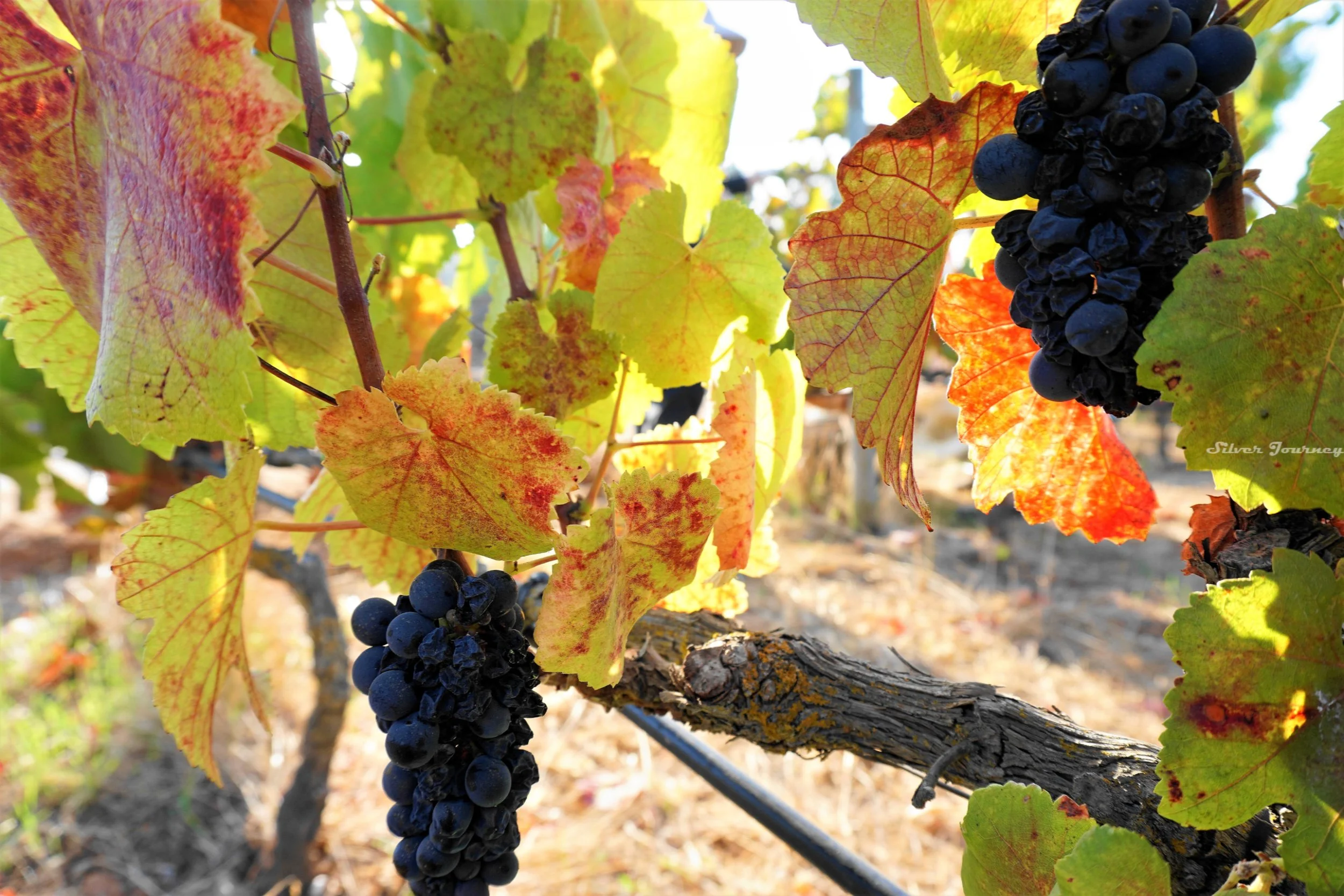 An Algarve Grape Harvest