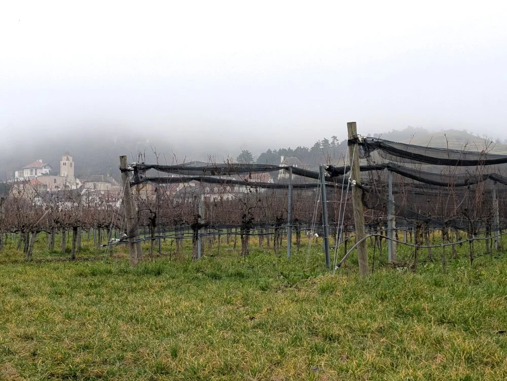 Wine vines after harvest in the Wachau Valley