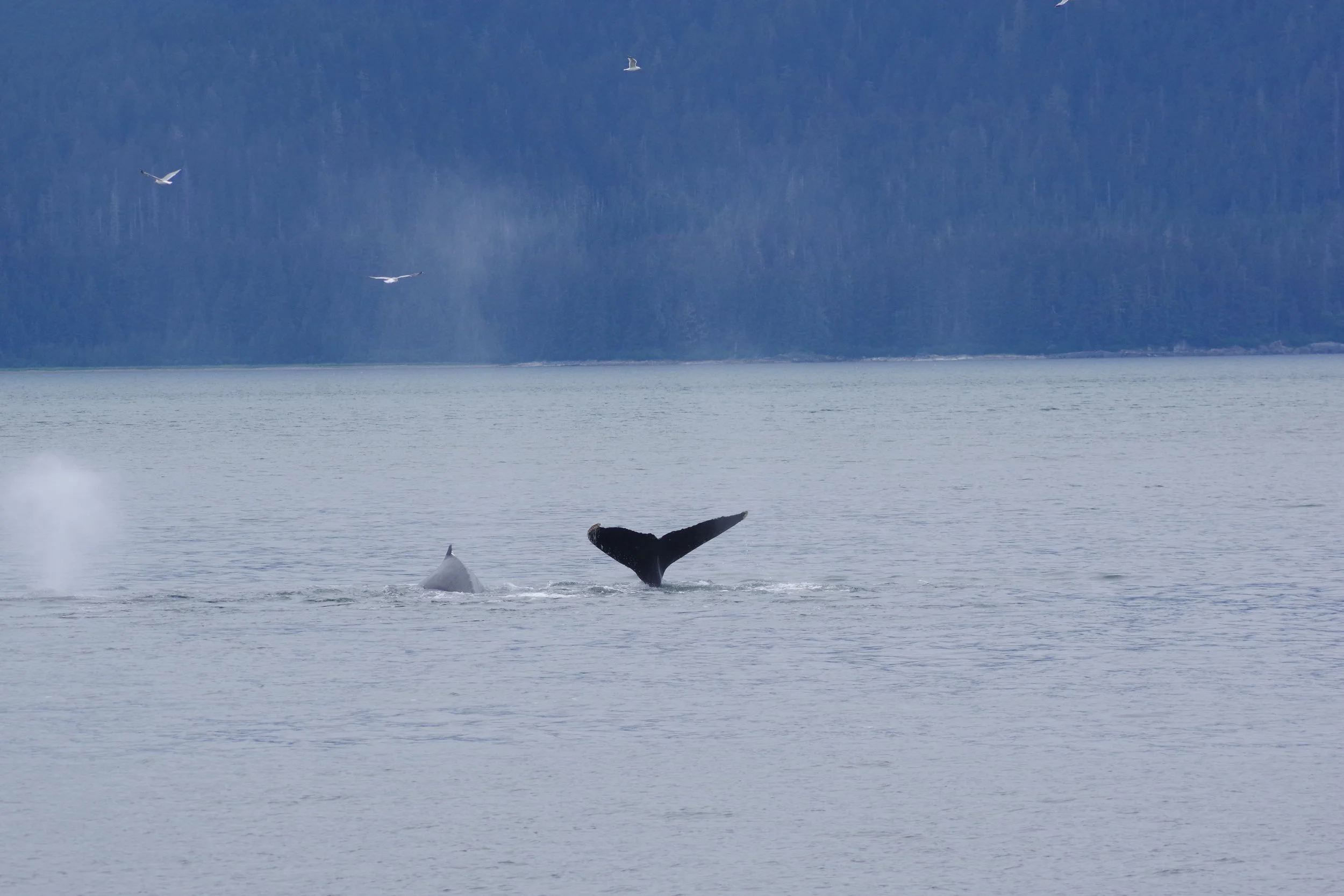 Juneau, AK - Mendenhall Glacier and Whale Quest 