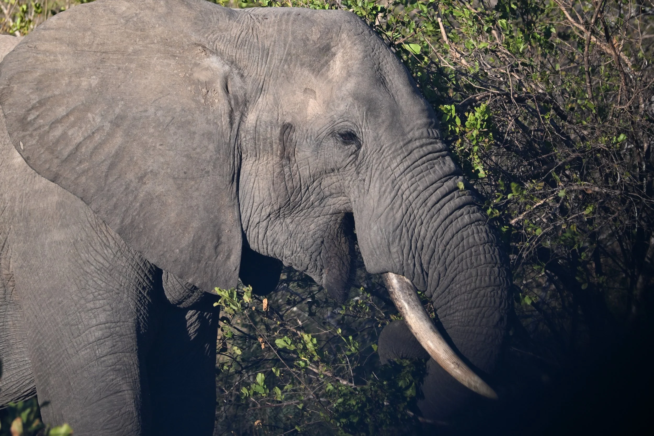Wildlife Safaris in South Africa 