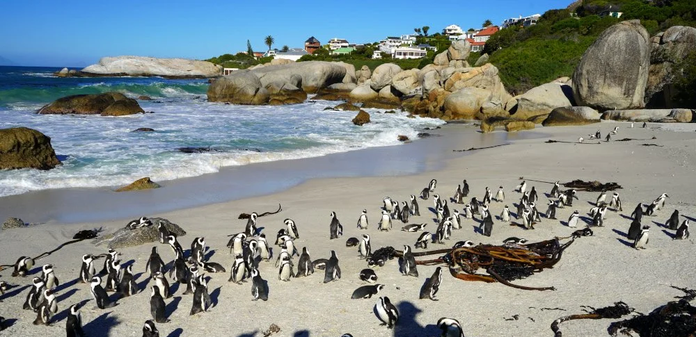 3 Days in Cape Town: Wine, Sharks, and Amazing Views