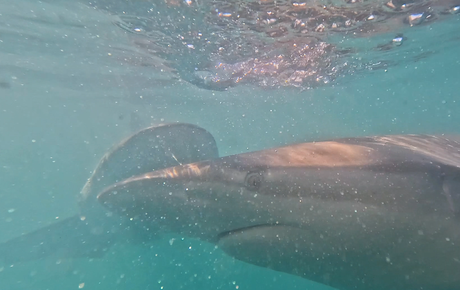 Two Bronze Whaler Sharks as seen from our cage