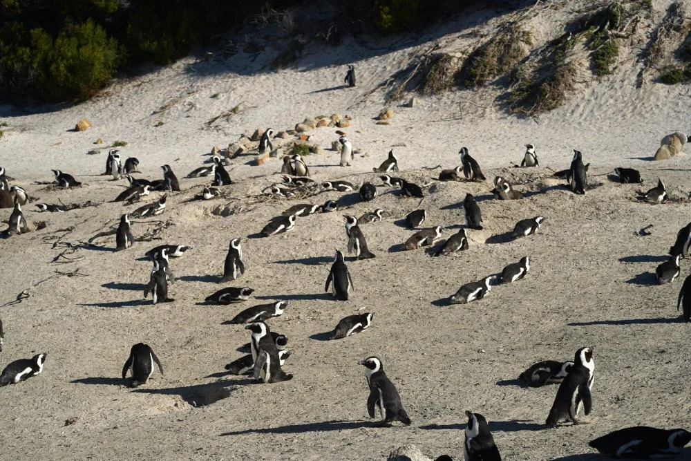 Penguins lounge at Boulder Beach