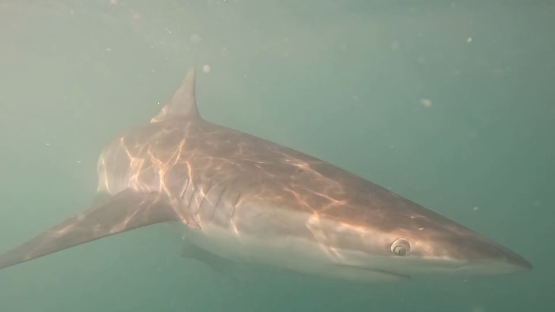 A Bronze Whaler Shark in South Africa