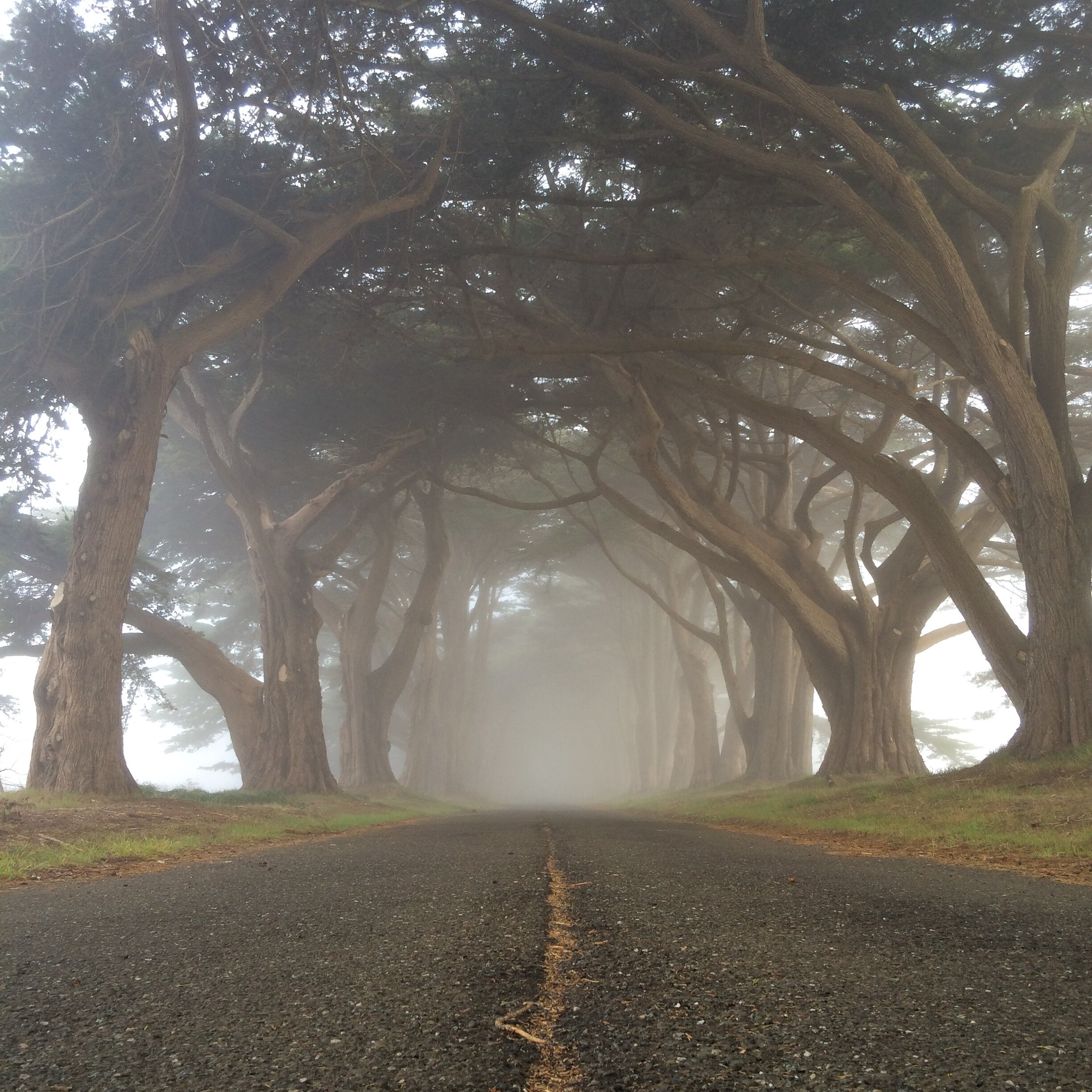 Pointe Reyes, California