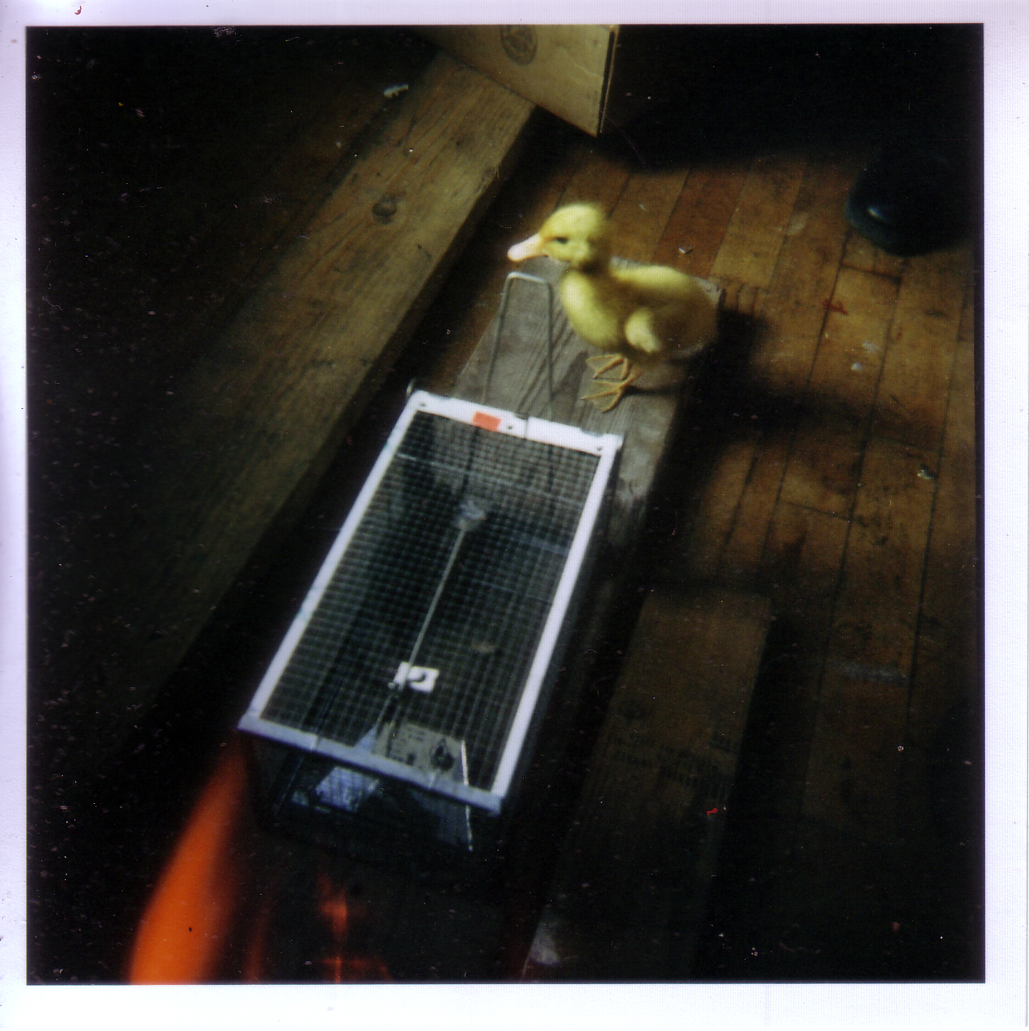 duckling_w_rat (holga).jpg