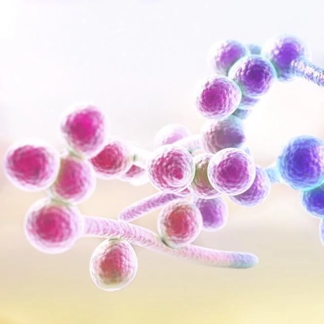 Candida Recovery - The Complete Guide