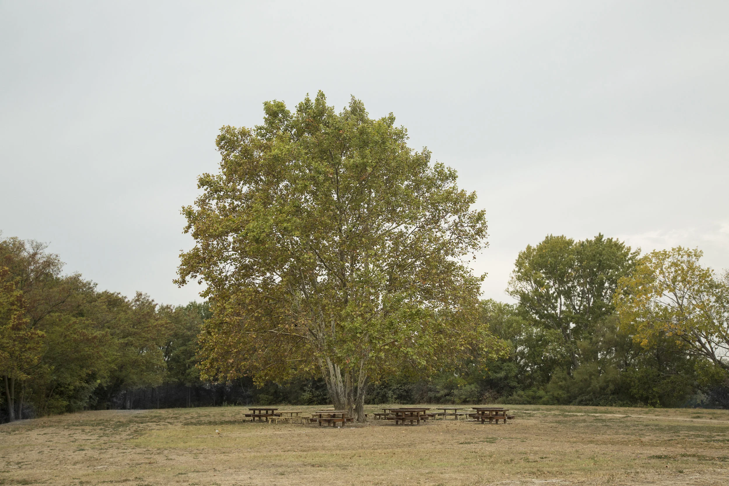 GX4A2018_Tables around tree_flattened.jpg