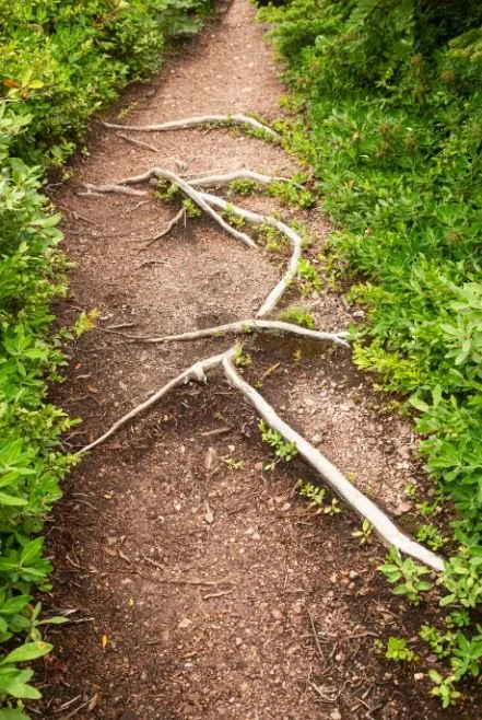 5_Roots.JPG