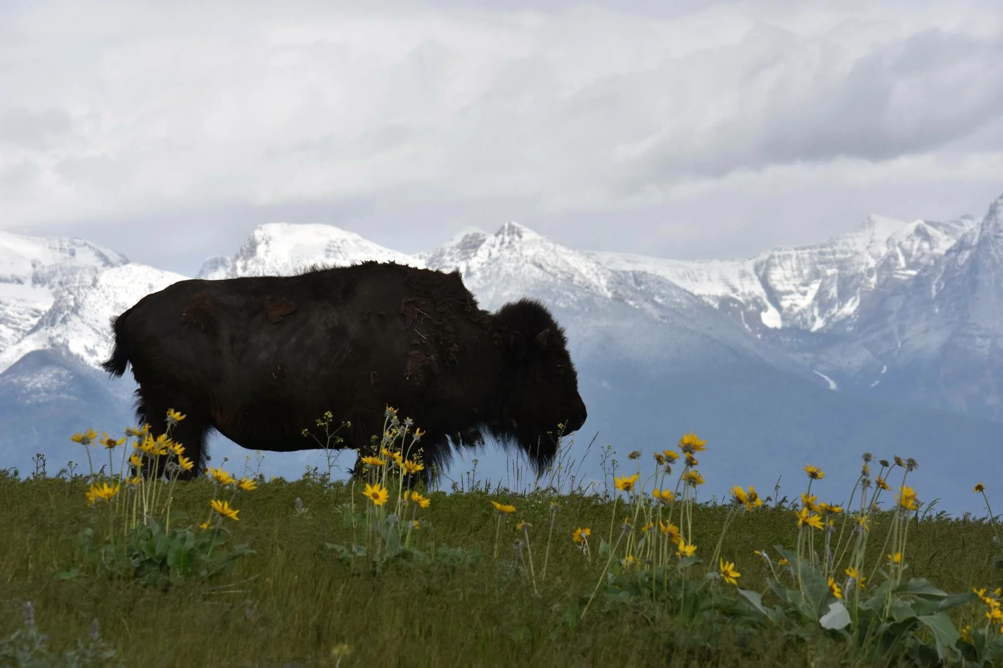 National Bison Refuge- Wyoming